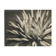 Dahlia close-up