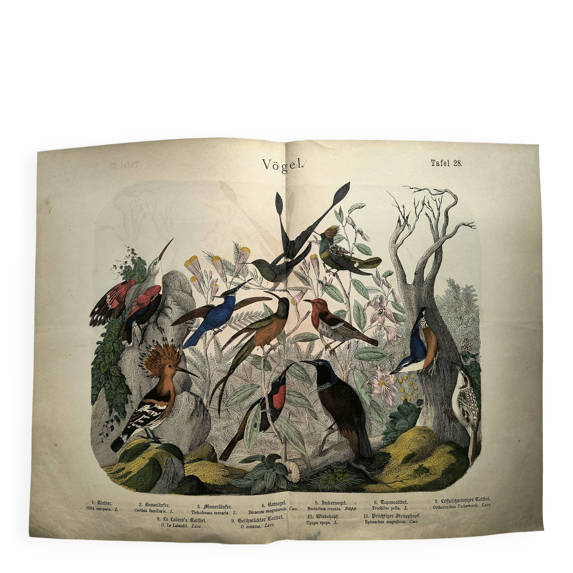 Old engraving from 1886 - Tropical and exotic birds - vintage plate