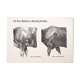 Affiche graphique par Dr G Pusch, « Anatomie de vaches », 1901