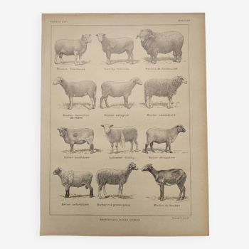 Original engraving from 1922 - Sheep (2) - Old zoological farm board