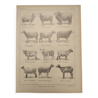 Gravure Originale de 1922 - Mouton (2) - Planche zoologique ancienne de ferme