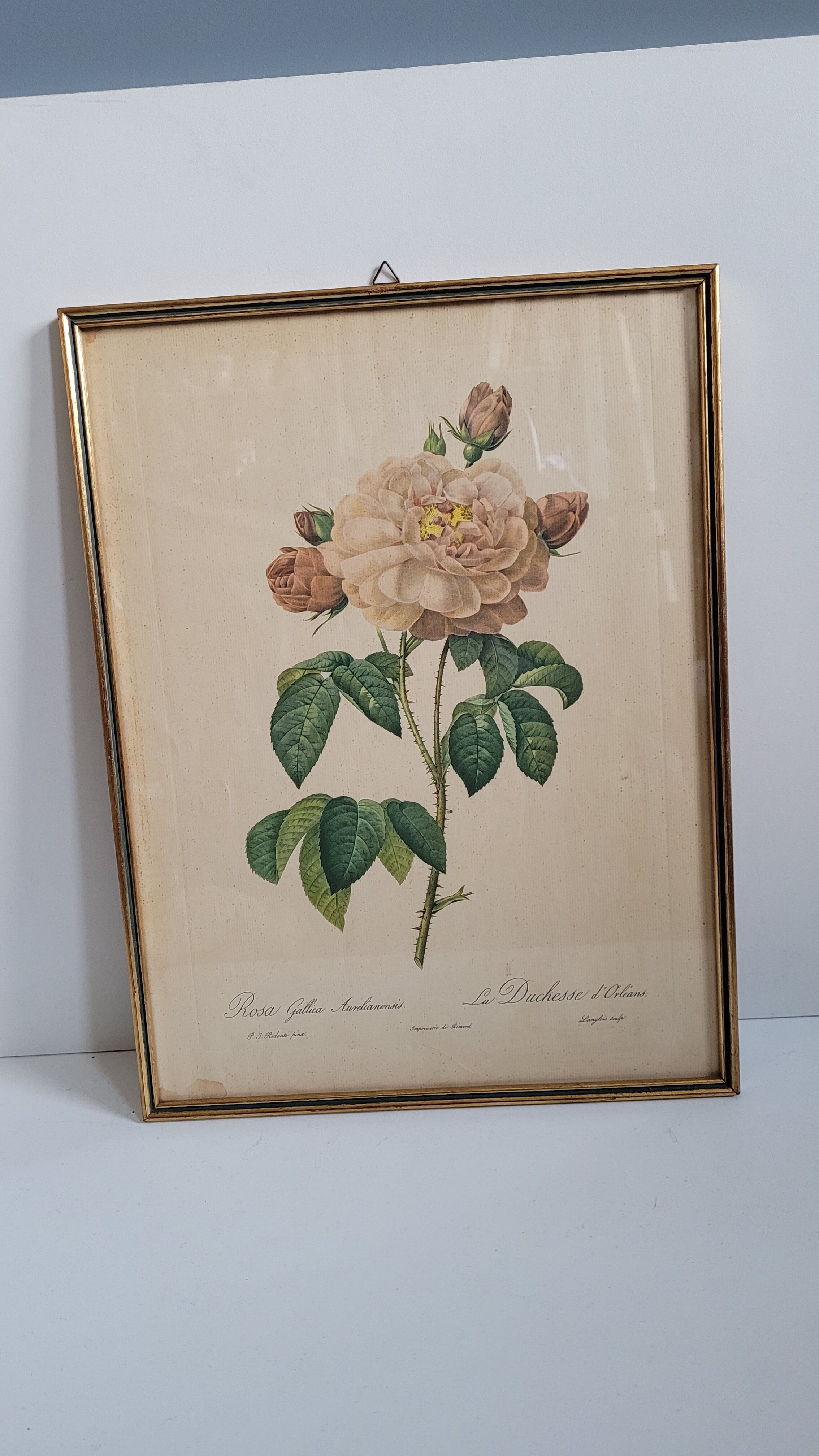 Litho Rosier Duchesse Orléans
