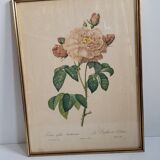 Litho Rosier Duchesse Orléans