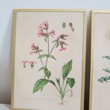 Lot de 3 planches botaniques