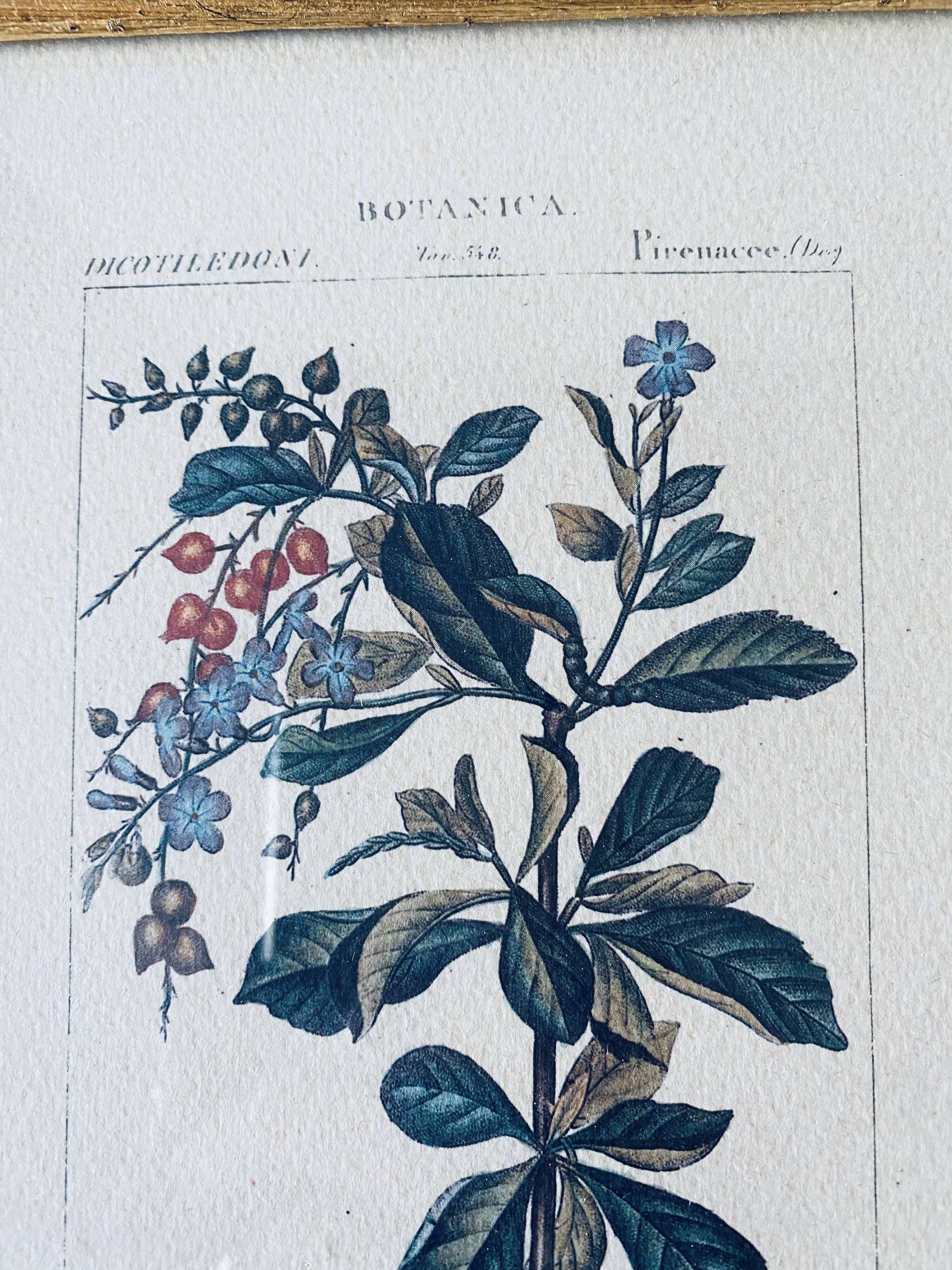 Framed botanical poster