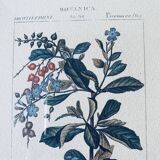 Framed botanical poster