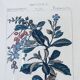 Framed botanical poster