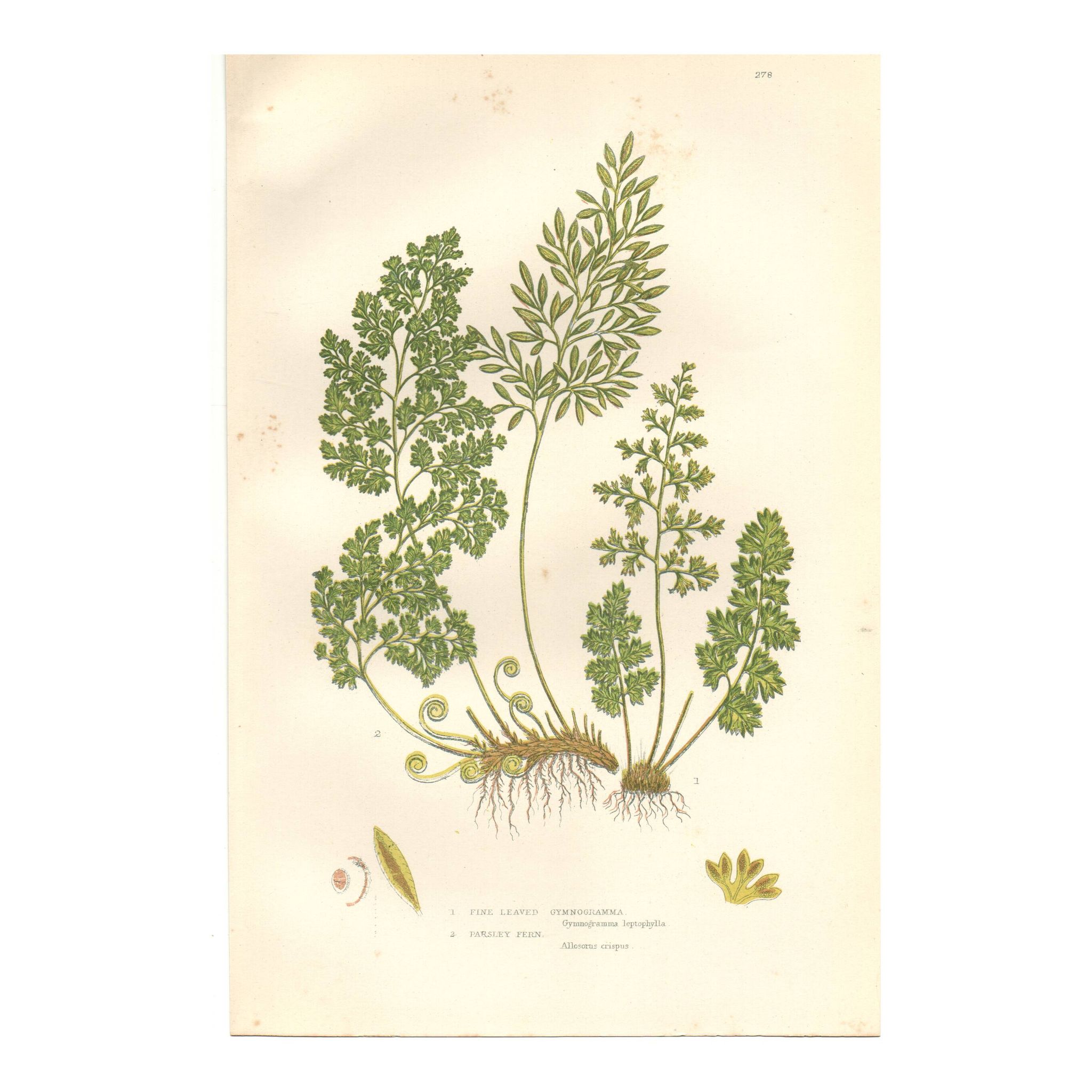 Antique botanical lithograph, 1889. Ferns and parsley by A. Pratt. Engraving