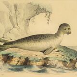 Original zoological plate "Seal & Walrus" Buffon 1840