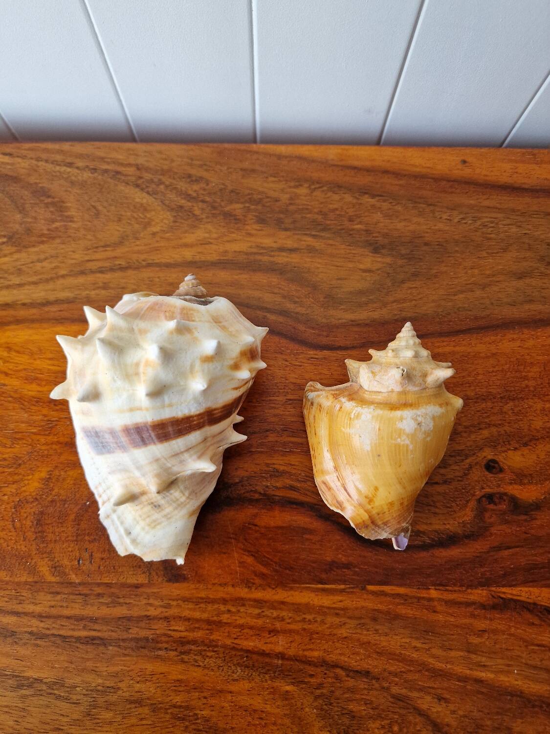 Lot of 2 vintage seashells
