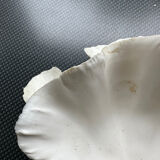 Shell decoration