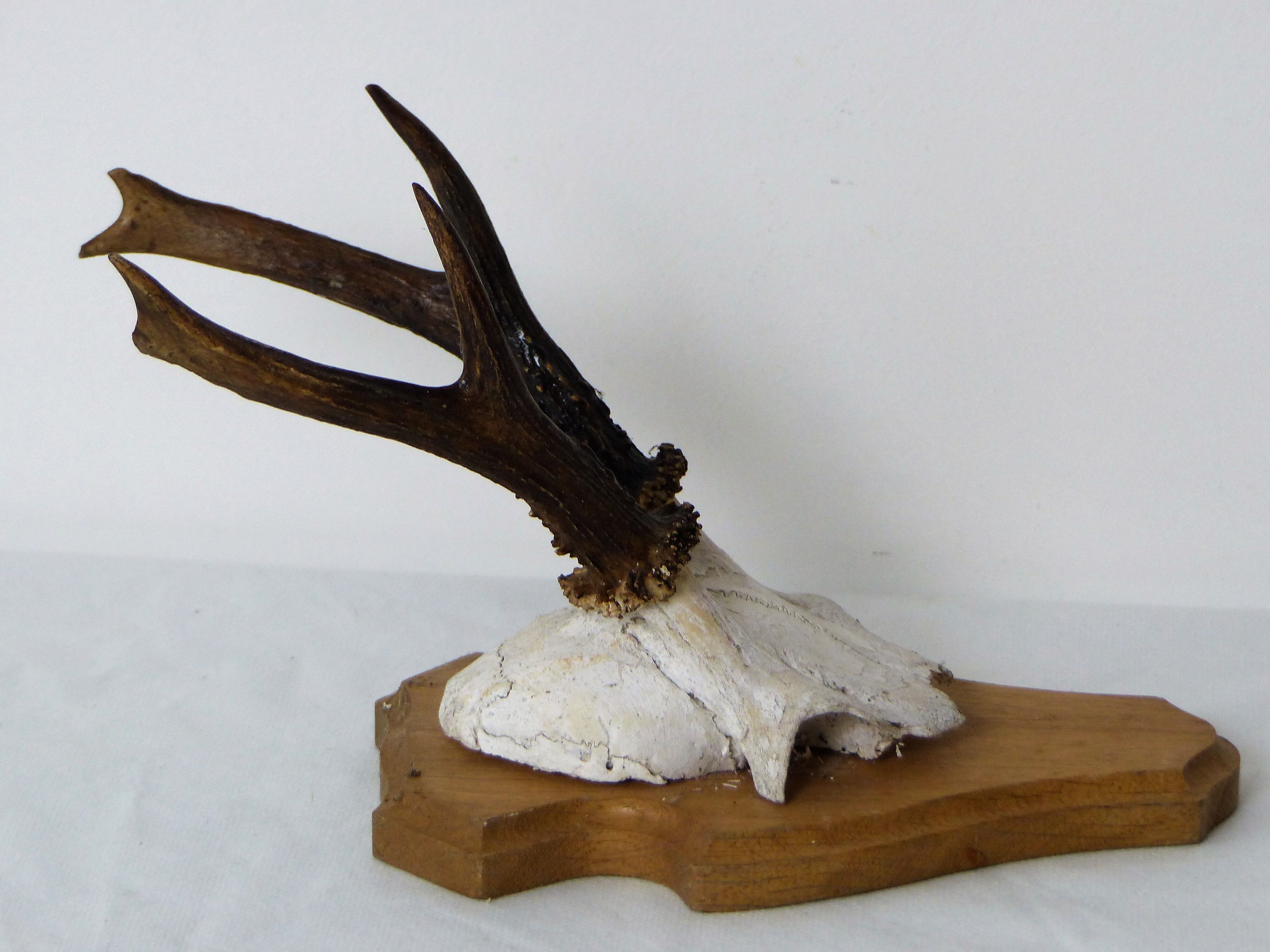 Deer massacre trophy