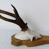 Deer massacre trophy