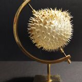 Cabinet of Curiosities naturalized fish diodon holocanthus with display