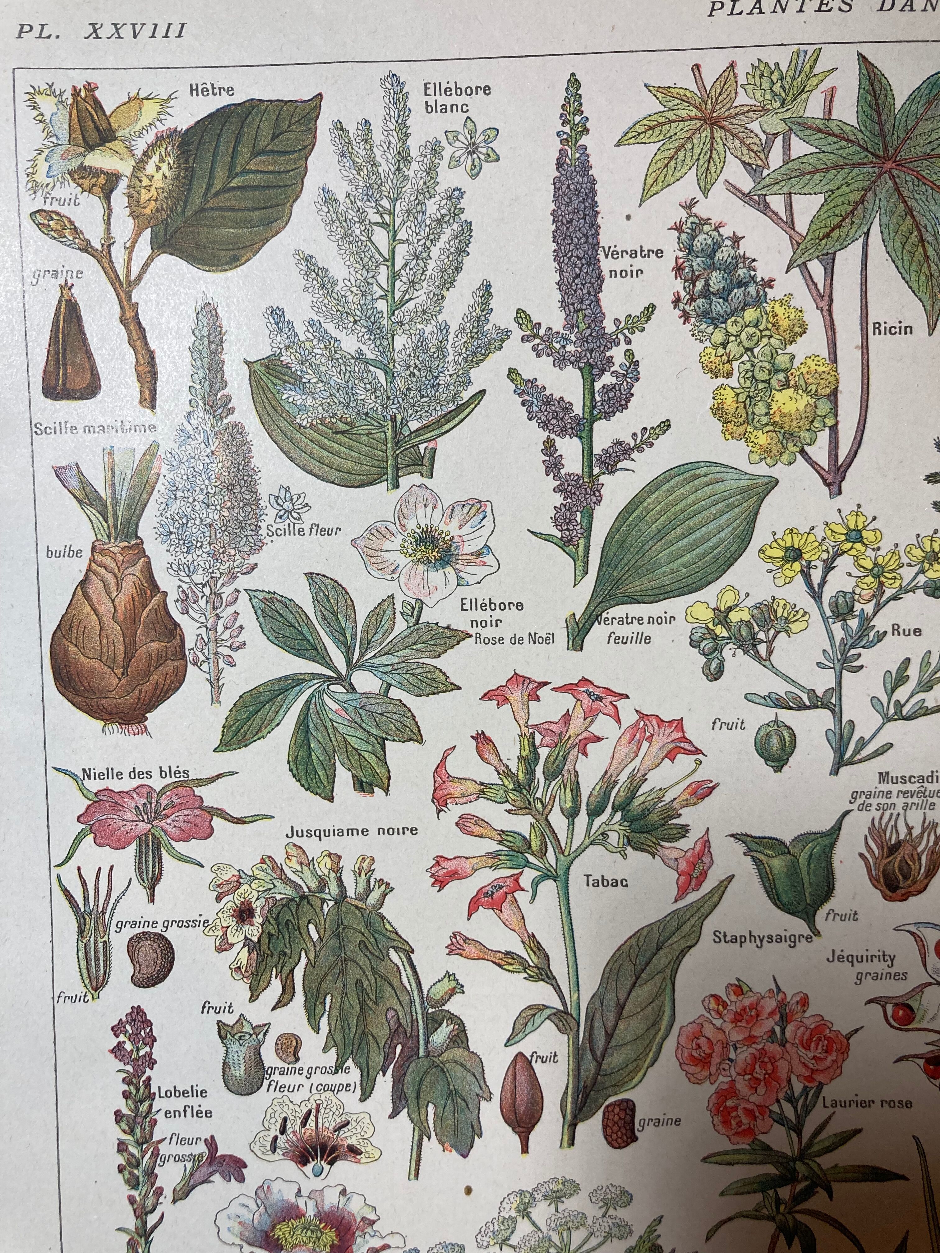Lithograph on dangerous plants from 1920 "poppy"