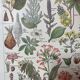 Lithograph on dangerous plants from 1920 "poppy"