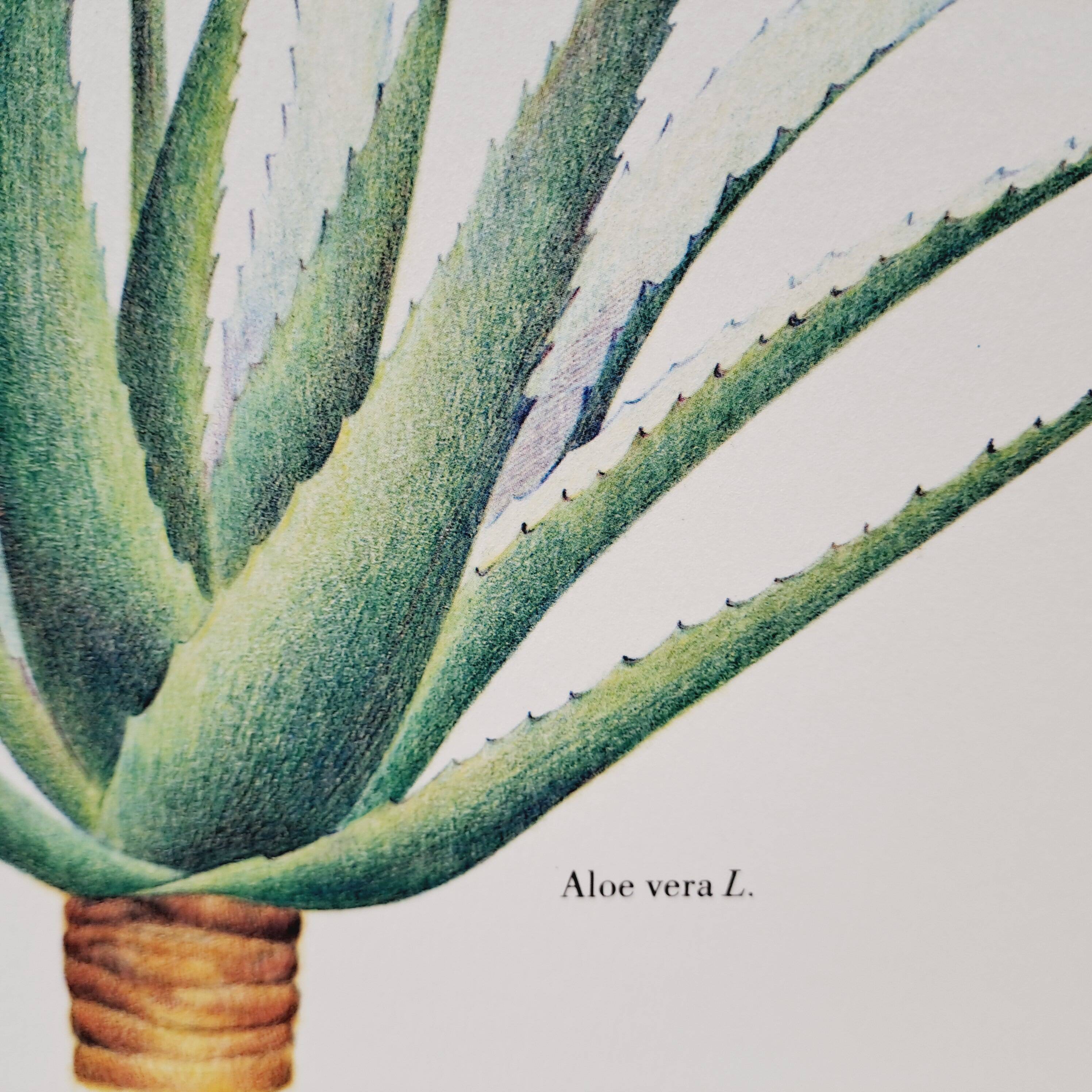 Planche botanique  Aloes