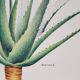 Planche botanique  Aloes