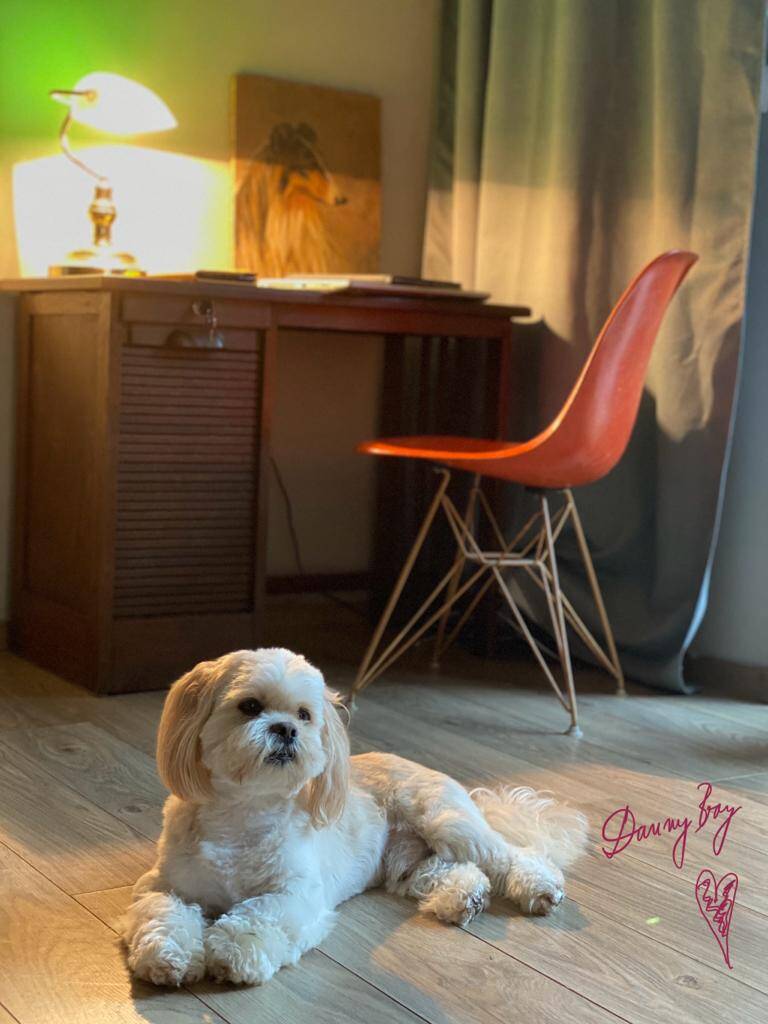 Chaise Coquille Eiffel Orange De Charles Et Ray Eames Pour Herman Miller, 1960s