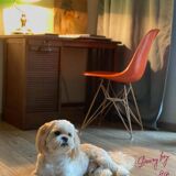 Chaise Coquille Eiffel Orange De Charles Et Ray Eames Pour Herman Miller, 1960s