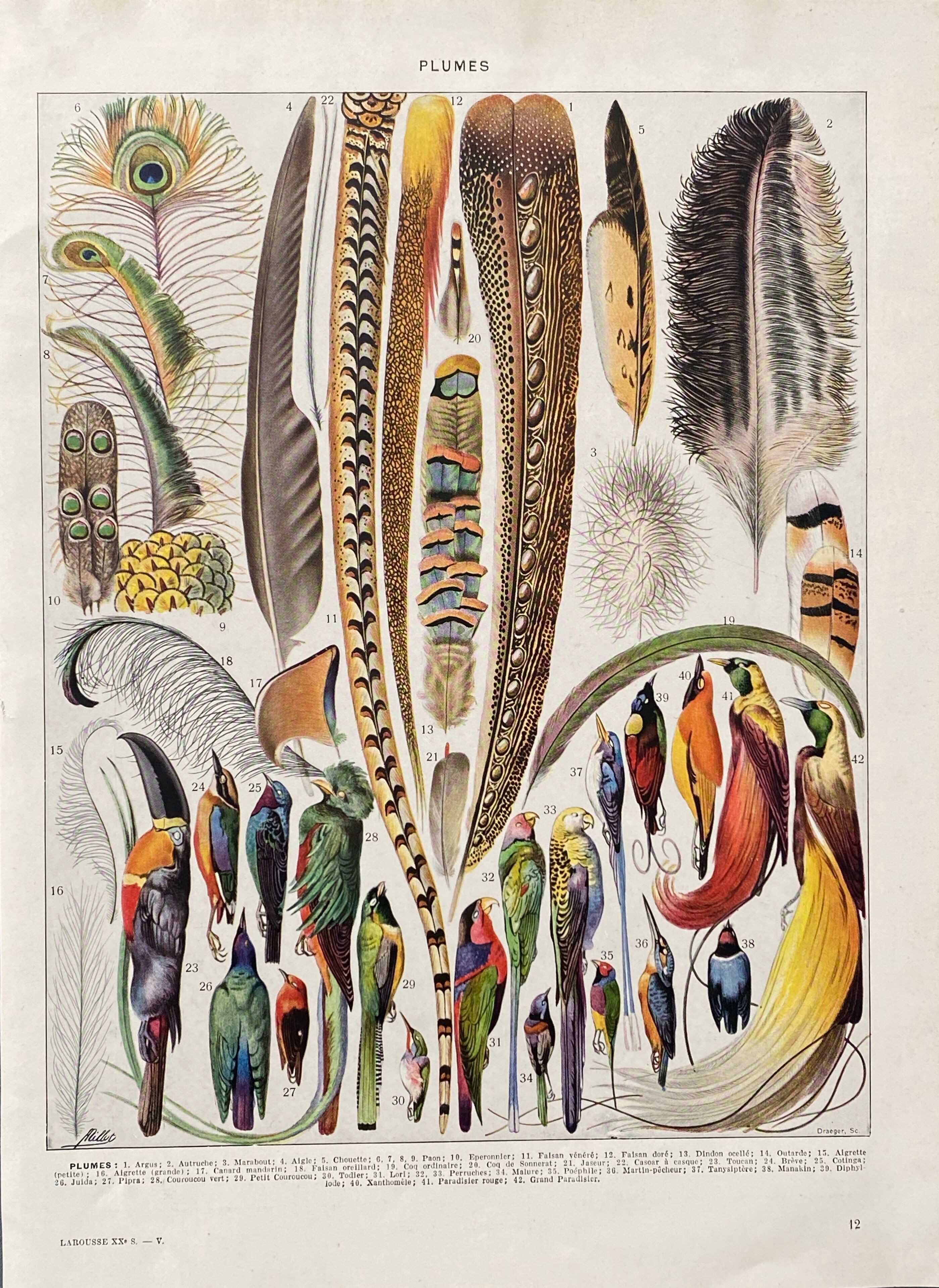 Illustration Millot "feathers"