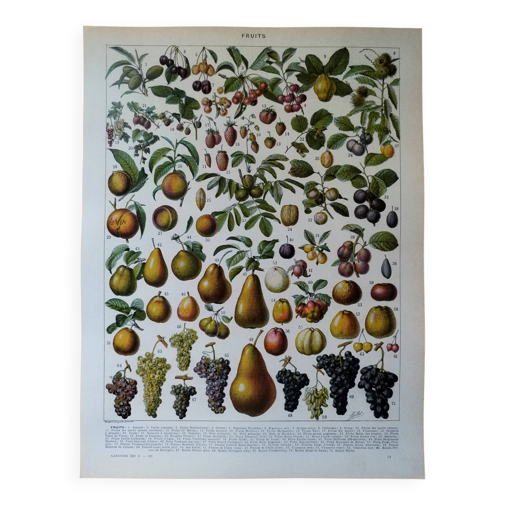 Lithographie originale sur les fruits