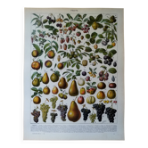 Lithographie originale sur les fruits