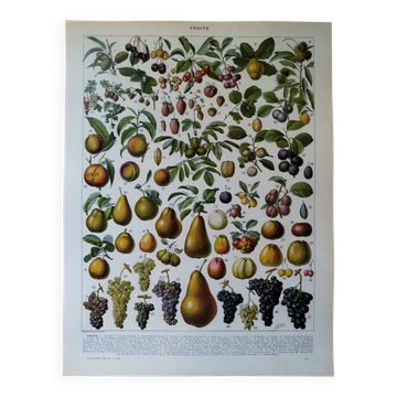Lithographie originale sur les fruits
