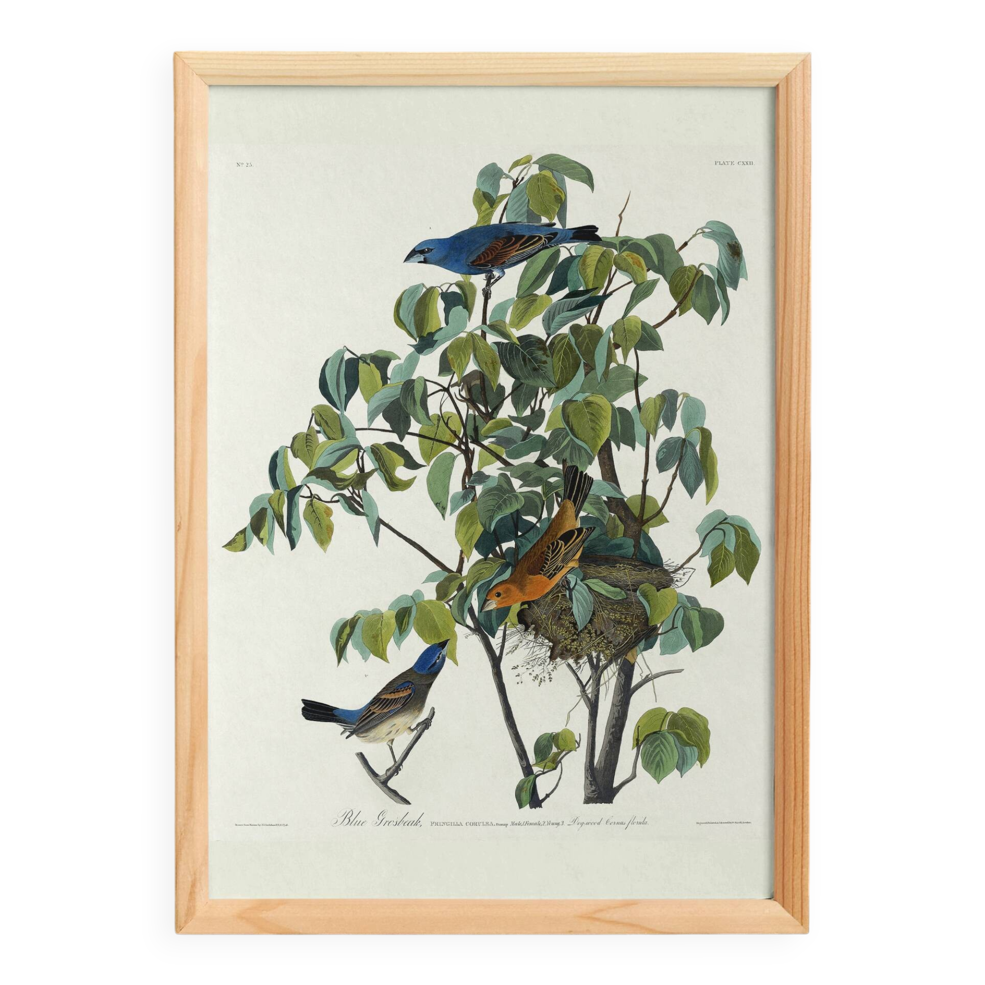 Poster about the Blue Grosbeak, based on an old engraving from 1827.