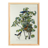 Poster about the Blue Grosbeak, based on an old engraving from 1827.