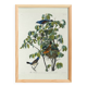 Poster about the Blue Grosbeak, based on an old engraving from 1827.