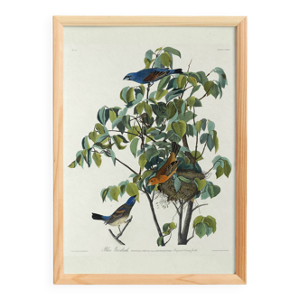 Poster about the Blue Grosbeak, based on an old engraving from 1827.