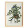 Poster about the Blue Grosbeak, based on an old engraving from 1827.