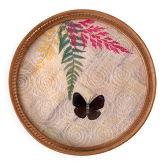 Rattan and butterfly tray in taxyderma 60s-70s