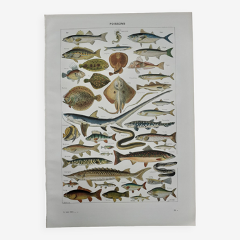 Fish lithograph from 1948