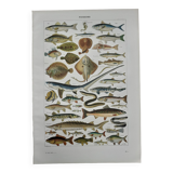Fish lithograph from 1948
