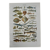 Fish lithograph from 1948