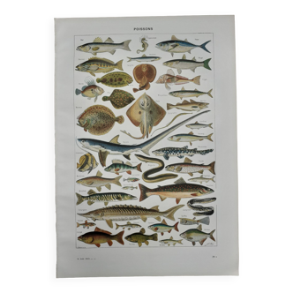 Fish lithograph from 1948