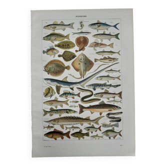 Lithographie sur les poissons de 1948