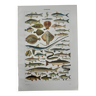 Lithographie sur les poissons de 1948