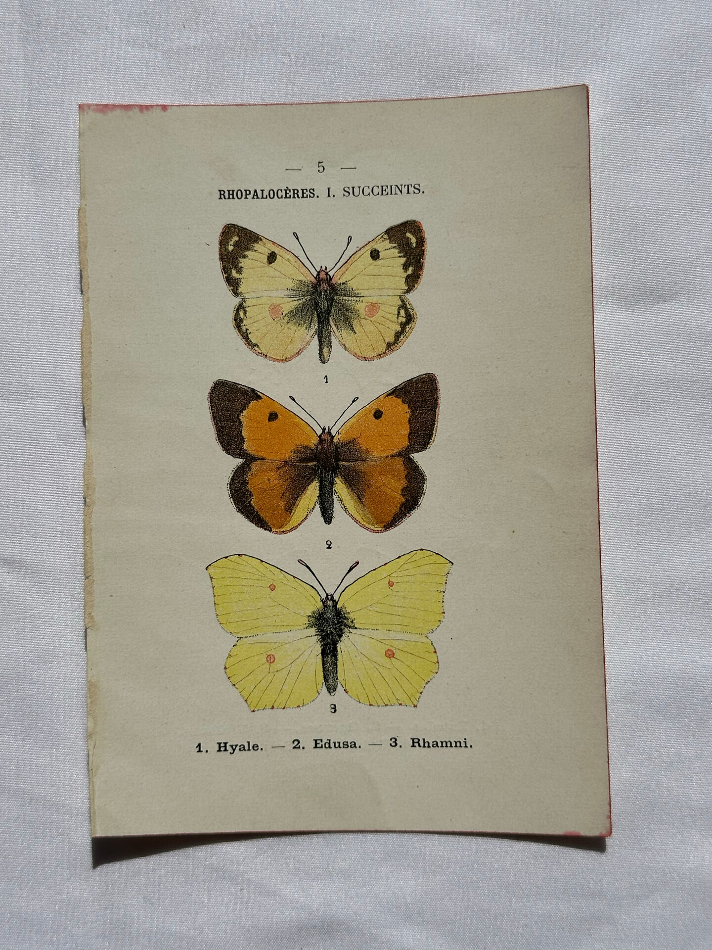 Botanical engraving double-sided butterflies naturalist plate etching