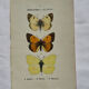 Botanical engraving double-sided butterflies naturalist plate etching