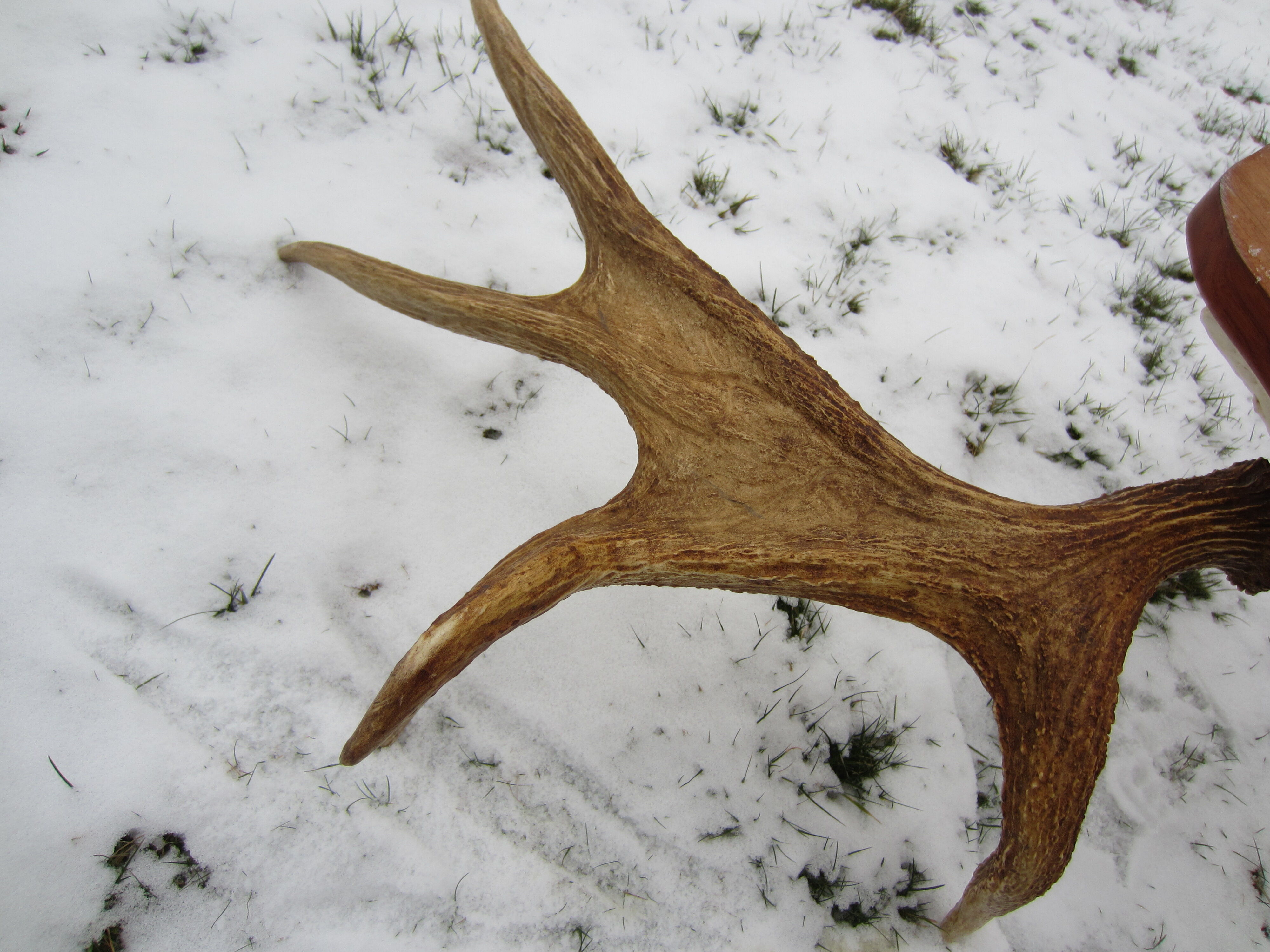 Trophée de chasse cornes d'élan