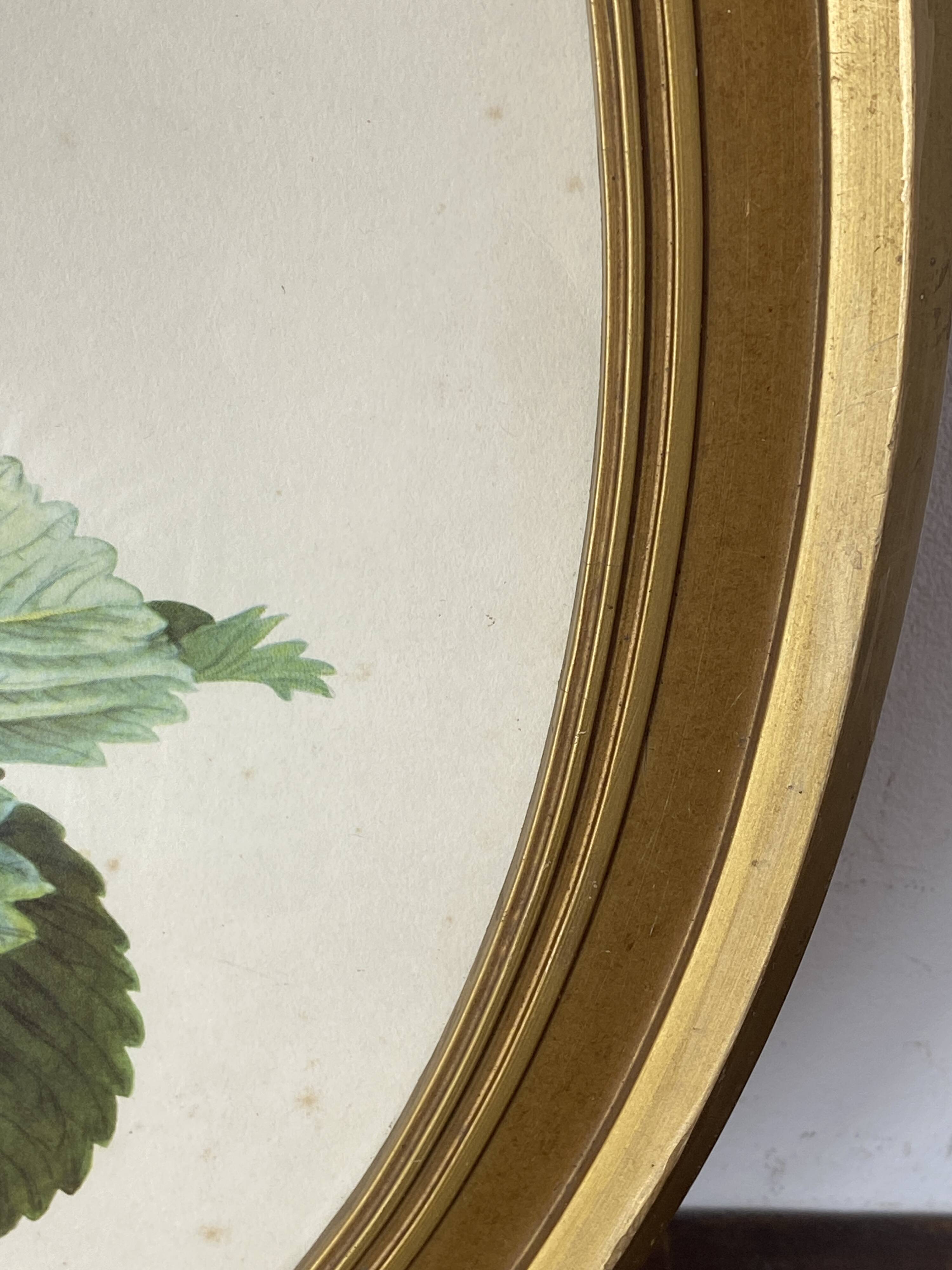 Framed botanical print of Fragaria Grandiflora