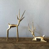 Two golden animal subjects