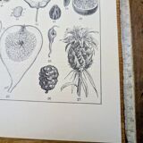 Printed in 1889, fruits and seeds. Antique botanical plate.