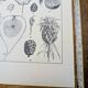 Printed in 1889, fruits and seeds. Antique botanical plate.