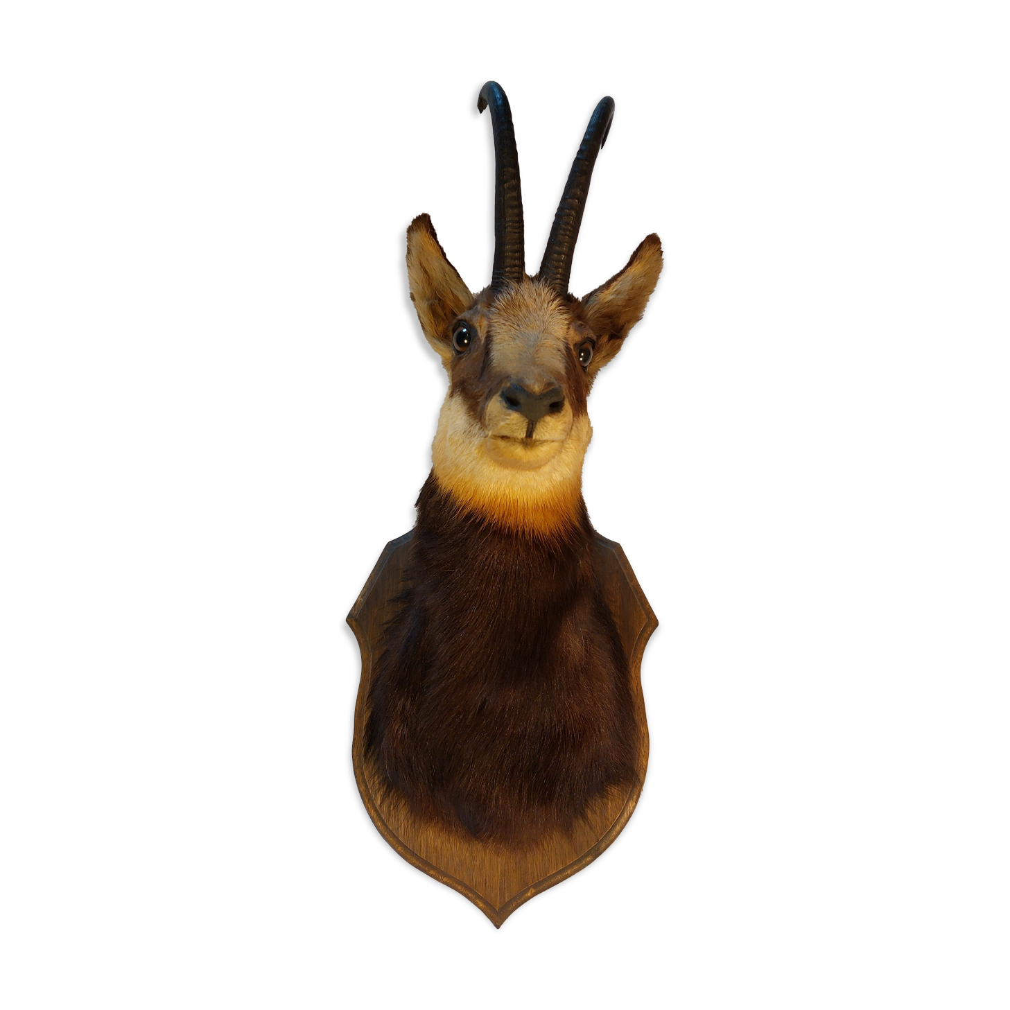 Trophée de chasse - tête de chamois