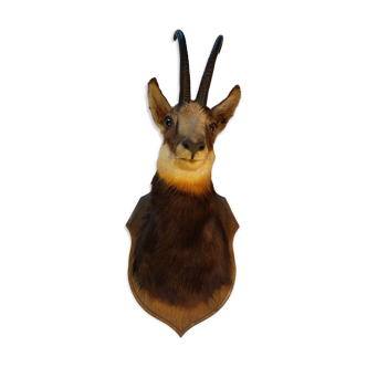 Trophée de chasse - tête de chamois