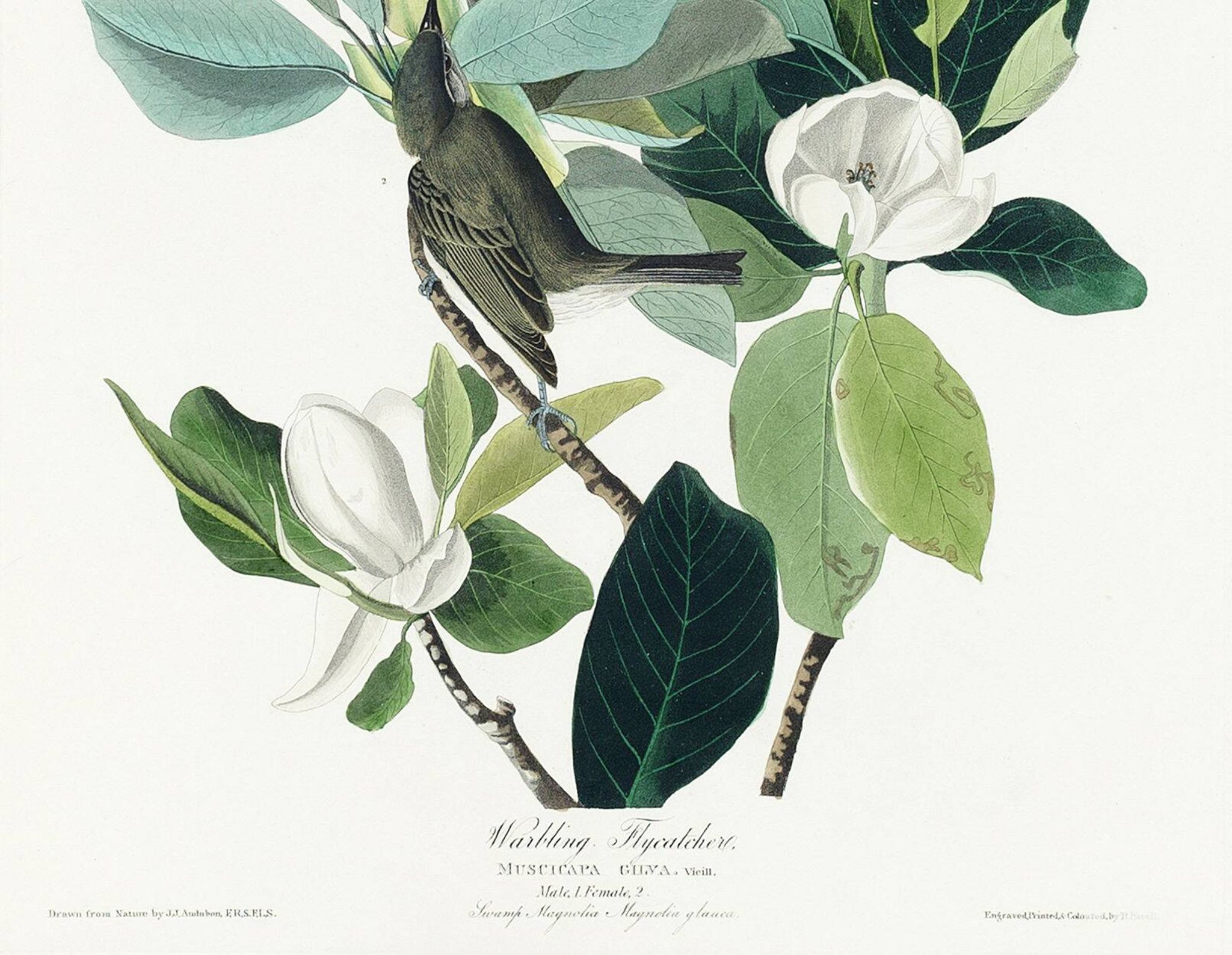 Poster about the red-eyed Vireo, based on an old engraving from 1827.